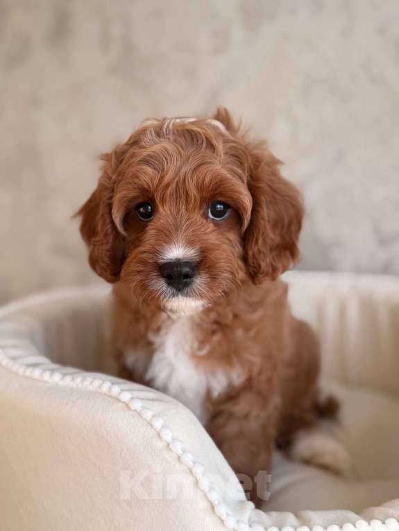 Собаки в Москве: Кавапу щенок Мальчик, 85 000 руб. - фото 4