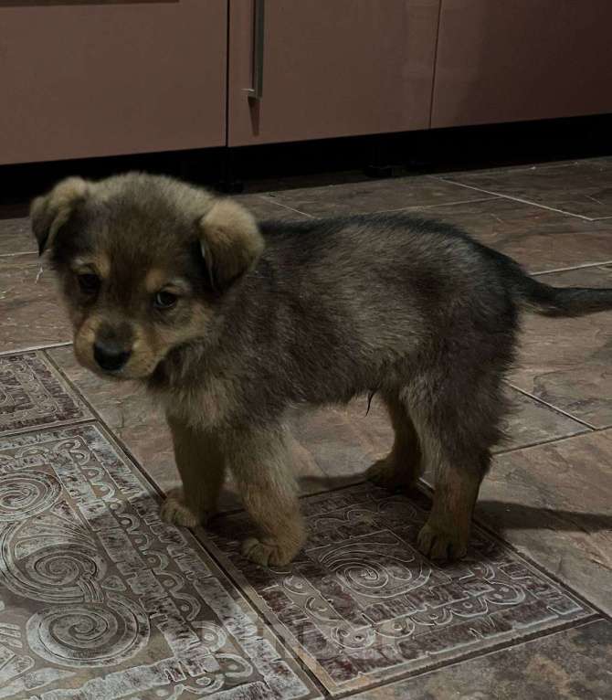 Собаки в Щелково: Подкидыши в срочном поиске дома! Мальчик, Бесплатно - фото 1