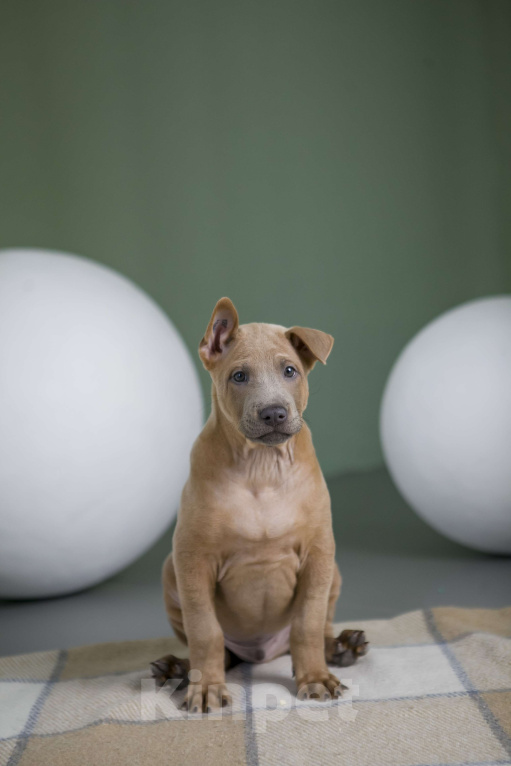 Собаки в Сургуте: Продам щенков Тайского Риджбека Девочка, Бесплатно - фото 6