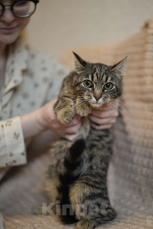 Кошки в Москве: Котенок в добрые руки Девочка, Бесплатно - фото 1