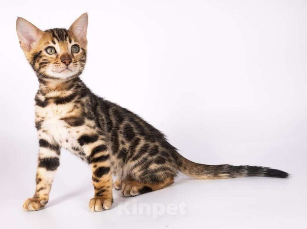 Кошки в Москве: Бенгальские котята  Мальчик, 25 000 руб. - фото 4
