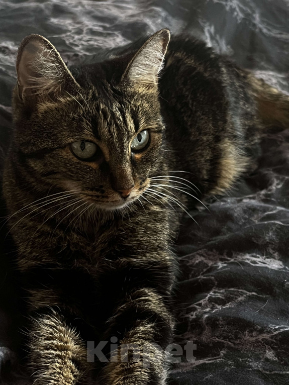 Кошки в Краснодаре: Отдам кошку в добрые руки  Девочка, Бесплатно - фото 2