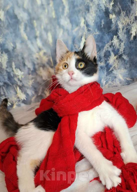 Кошки в Москве: Трехцветный котёнок в добрые руки  Девочка, Бесплатно - фото 1