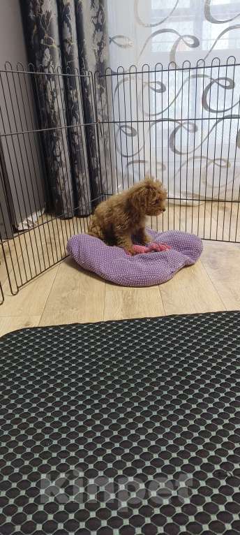 Собаки в Красноярске: Щенок той пудель Мальчик, 55 000 руб. - фото 5