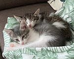 Кошки в Нижнем Новгороде: Котенок в добрые руки Мальчик, Бесплатно - фото 3