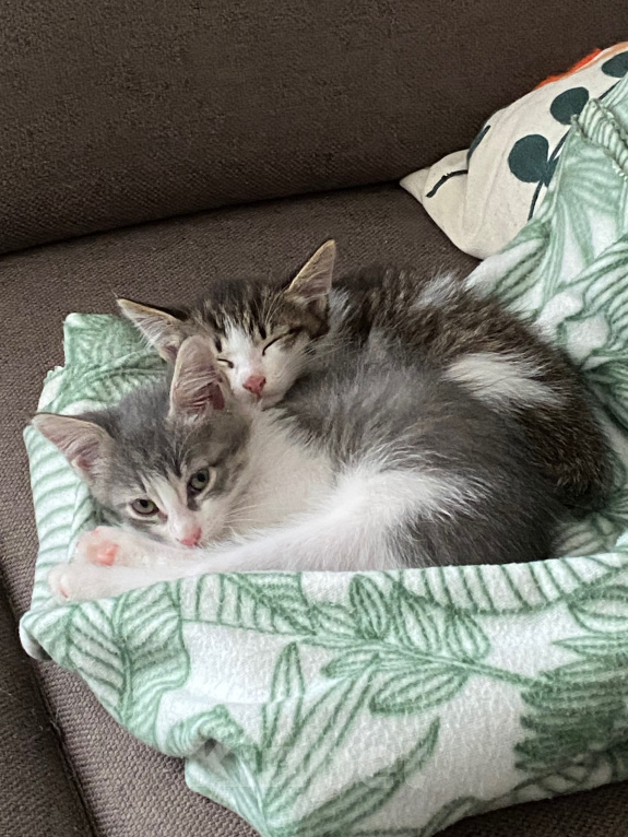 Кошки в Нижнем Новгороде: Котенок в добрые руки Мальчик, Бесплатно - фото 3