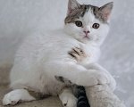 Кошки в Ярославле: Шотландский короткошерстный мальчик Мальчик, 25 000 руб. - фото 1