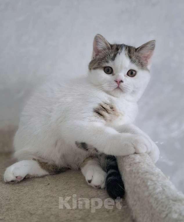 Кошки в Ярославле: Шотландский короткошерстный мальчик Мальчик, 25 000 руб. - фото 1