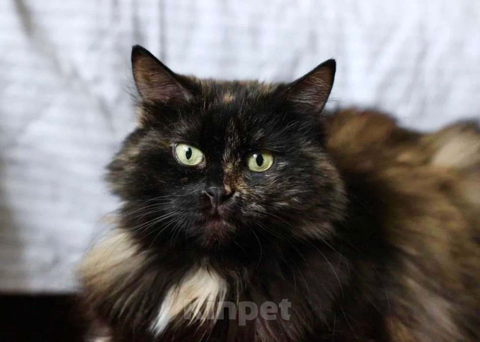 Кошки в Москве: Кошка Манюша - желтые глазки, ищет дом, в добрые руки Девочка, Бесплатно - фото 2