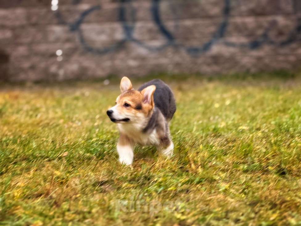 Собаки в Санкт-Петербурге: Счастье в дом Мальчик, 45 000 руб. - фото 2