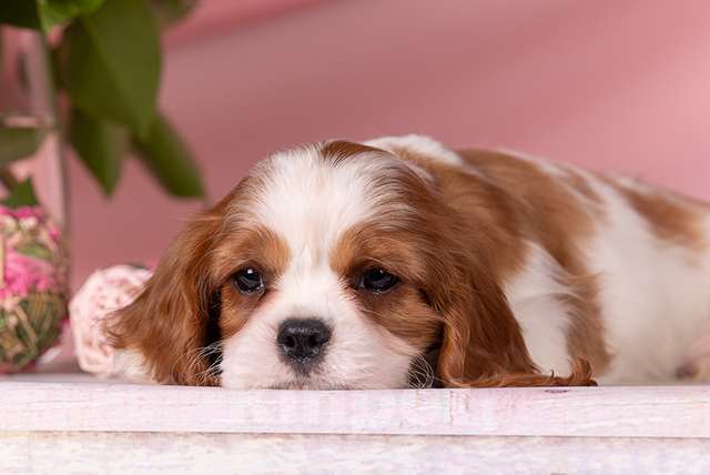 Собаки в Домодедово: Кавалеры щенки , мальчики 3 мес Мальчик, 65 000 руб. - фото 1