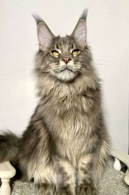 Кошки в Краснодаре: Котенок породы Мейн-кун Мальчик, 35 000 руб. - фото 5