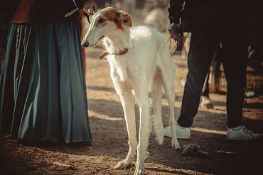 Киргизская борзая (тайган)