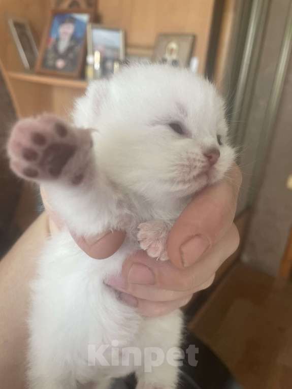 Кошки в Саратове: Британская Мальчик, 20 000 руб. - фото 1