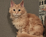 Кошки в Вязьме: Котята Мейн Кун Девочка, Бесплатно - фото 1
