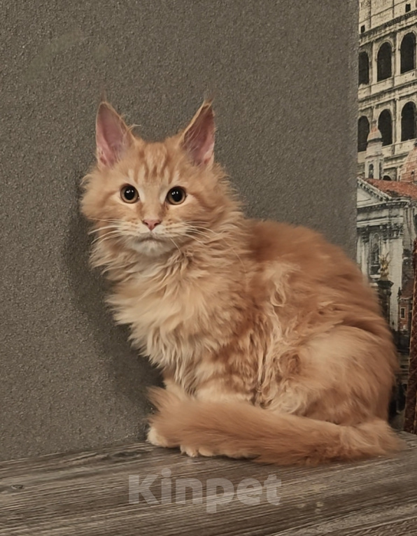 Кошки в Вязьме: Котята Мейн Кун Девочка, Бесплатно - фото 1