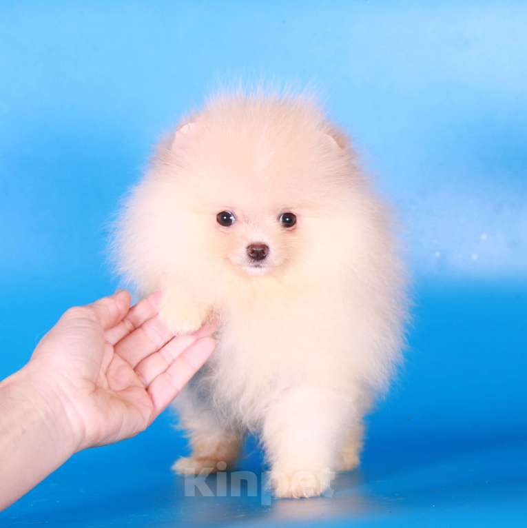 Собаки в Москве: померанский шпиц мини девочка дл души Девочка, 40 000 руб. - фото 7