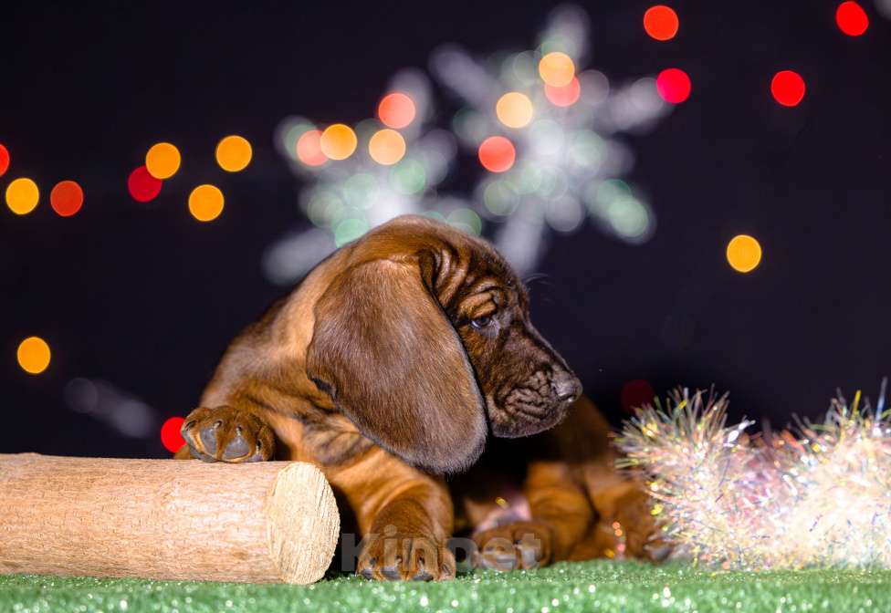 Собаки в Нижнем Новгороде: Кобель, 1.5 месяца Мальчик, 100 000 руб. - фото 1