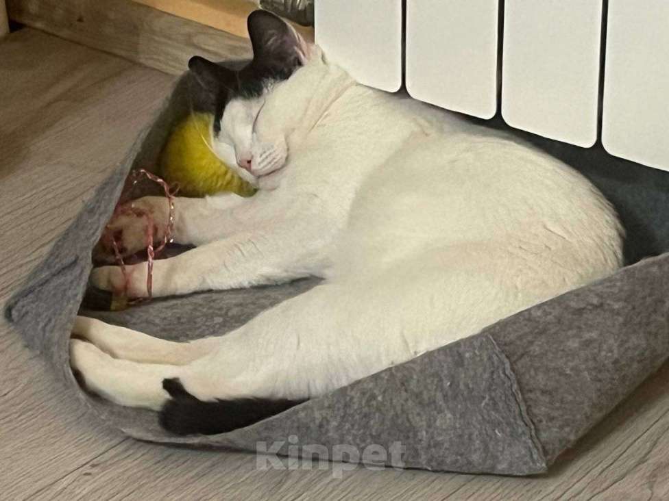 Кошки в Москве: Котик с сердечком 💗 Мальчик, 50 руб. - фото 5