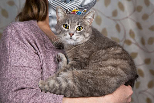 Объявление: Голубая спокойная кошка Бэлла в дар, 1 руб., Москва