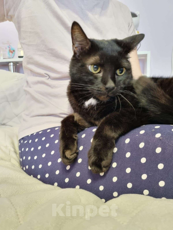 Кошки в Москве: Багир/Батыр Мальчик, Бесплатно - фото 2