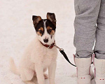 Собаки в Москве: Щенок бесплатно Мальчик, 1 руб. - фото 6