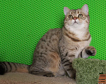 Кошки в Клине: Подрощенный котик Мальчик, 1 руб. - фото 6