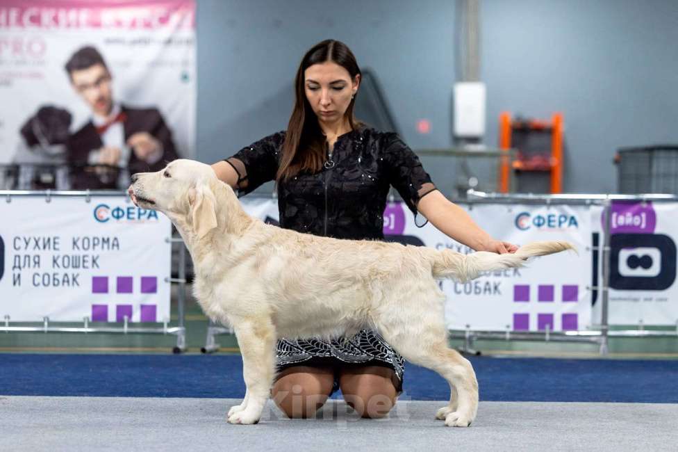 Собаки в Мытищах: Золотистый ретривер, щенок Мальчик, 60 000 руб. - фото 3