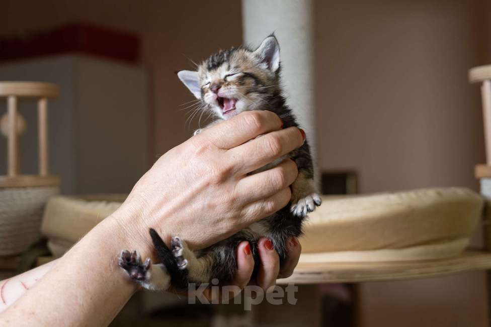 Кошки в Санкт-Петербурге: КОТЯТА Манчкин коротколапые Мальчик, 38 000 руб. - фото 8