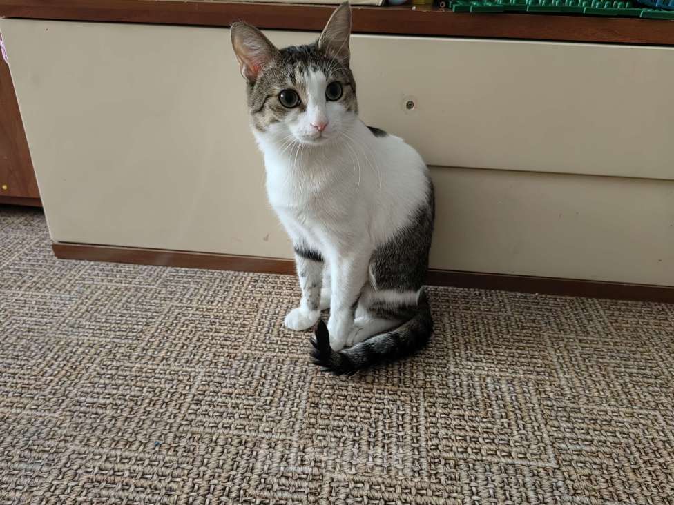 Кошки в Уфе: Рысик Мальчик, Бесплатно - фото 3