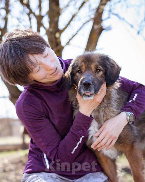 Собаки в Москве: Девочка в добрые руки Девочка, Бесплатно - фото 10