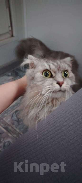 Кошки в Москве: найден кот/кошка Мальчик, Бесплатно - фото 3