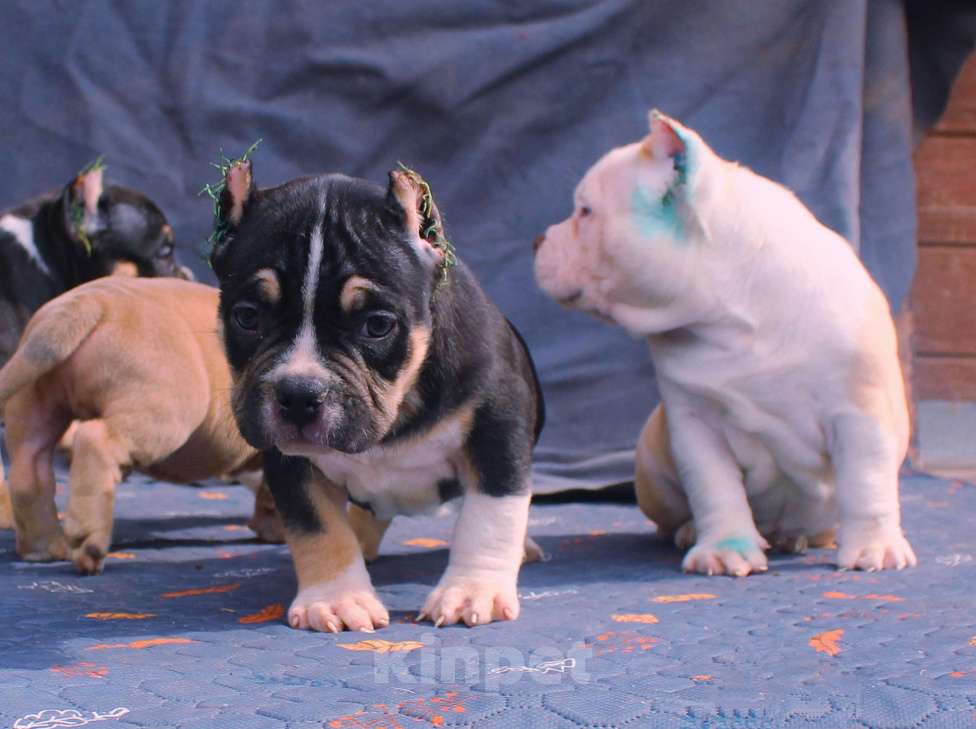 Собаки в Москве: Подрастают. Бульки Разнополые, 70 000 руб. - фото 8