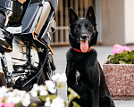 Собаки в Москве: Красивый черный мальчишка в добрые руки Мальчик, Бесплатно - фото 4