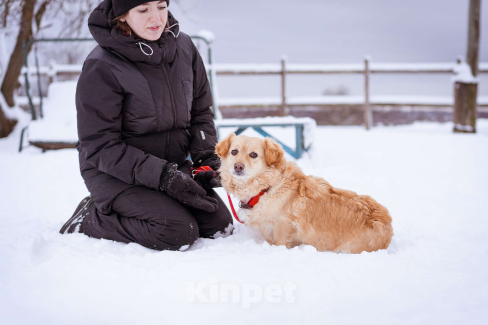 Собаки в Москве: Маленький пёсик иет семью Мальчик, Бесплатно - фото 3