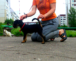 Собаки в Пскове: Бельгийский гриффон Мальчик, 50 000 руб. - фото 5