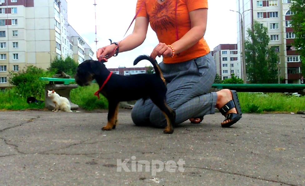 Собаки в Пскове: Бельгийский гриффон Мальчик, 50 000 руб. - фото 5