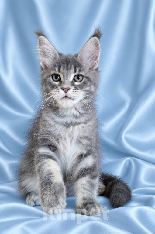 Кошки в Владимире: Котята мейн-кун из питомника Девочка, 50 000 руб. - фото 5