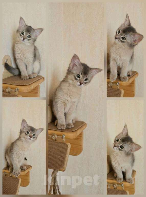 Кошки в Волгограде: Сомалийская кошечка 4мес(голубой окрас)  Девочка, 50 000 руб. - фото 2