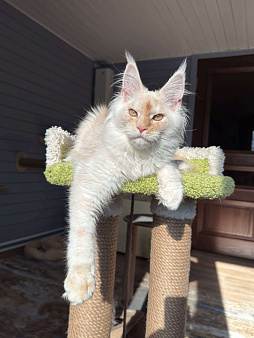 Котёнок мейн-кун