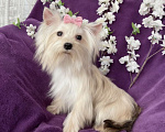 Собаки в Москве: Золотой йорк мини девочка подрощенная Девочка, 80 000 руб. - фото 2