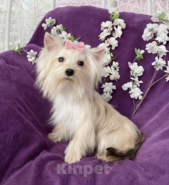 Собаки в Москве: Золотой йорк мини девочка подрощенная Девочка, 80 000 руб. - фото 2