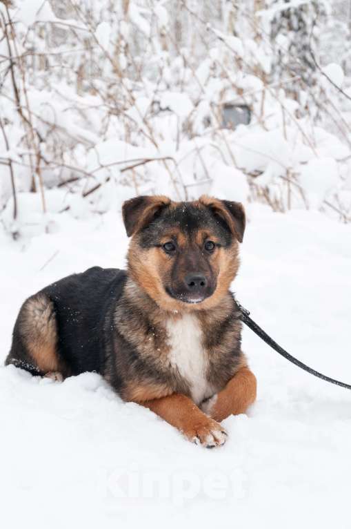 Собаки в Ногинске: Эва - ваша инвестиция в счастье! Девочка, Бесплатно - фото 7