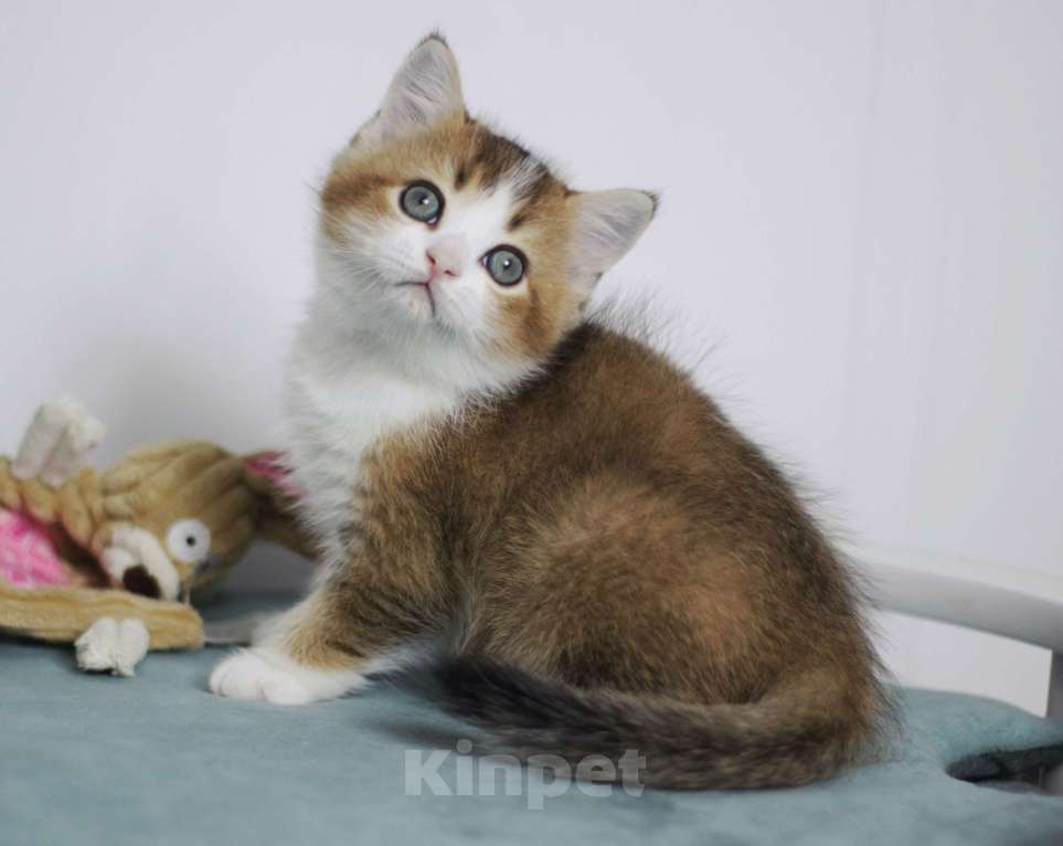 Кошки в Москве: Гарри Мальчик, 25 000 руб. - фото 3