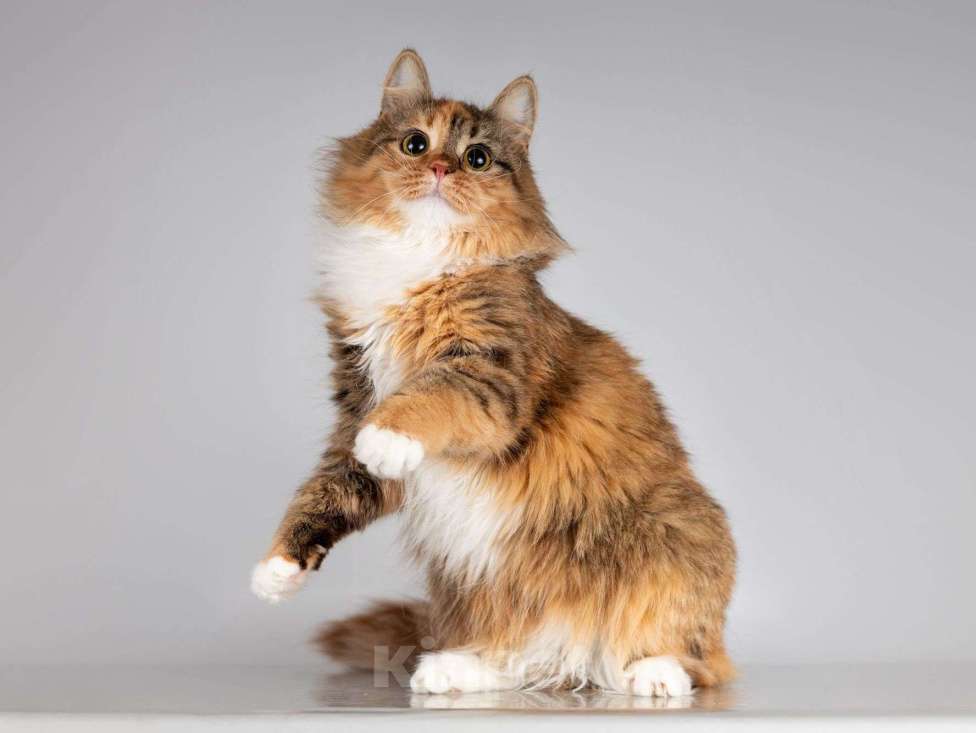 Кошки в Москве: Нежная ласковая кошечка Фиона Девочка, Бесплатно - фото 5