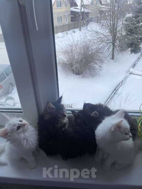 Кошки в Санкт-Петербурге: Мейн-кун чистокровные американцы Девочка, Бесплатно - фото 4