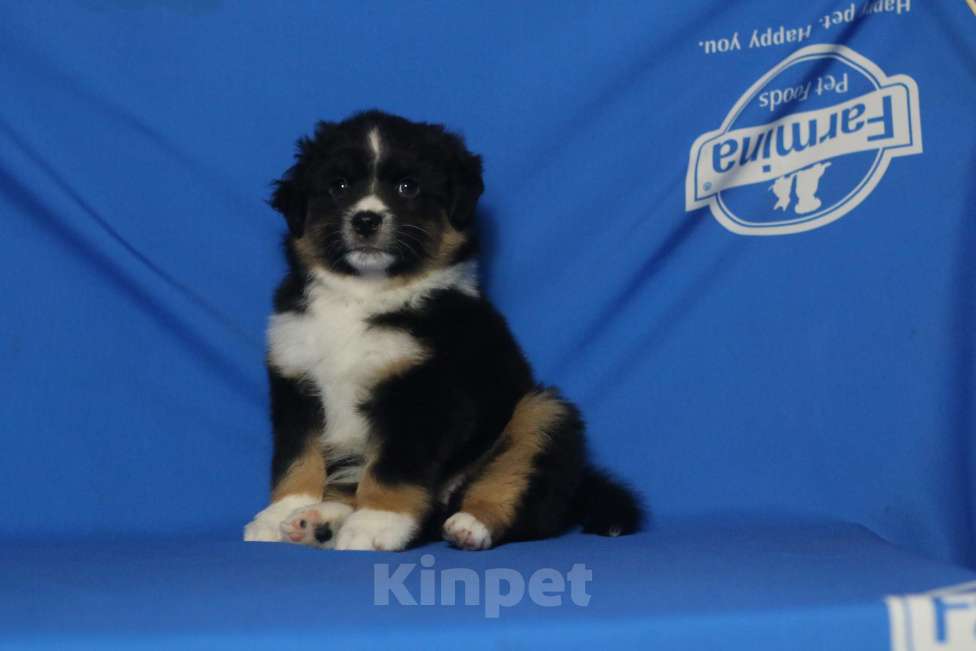 Собаки в Рязани: Ще́нки мини ауси Разнополые, 60 000 руб. - фото 8