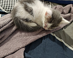 Кошки в Кемерово: Котята Разнополые, Бесплатно - фото 7