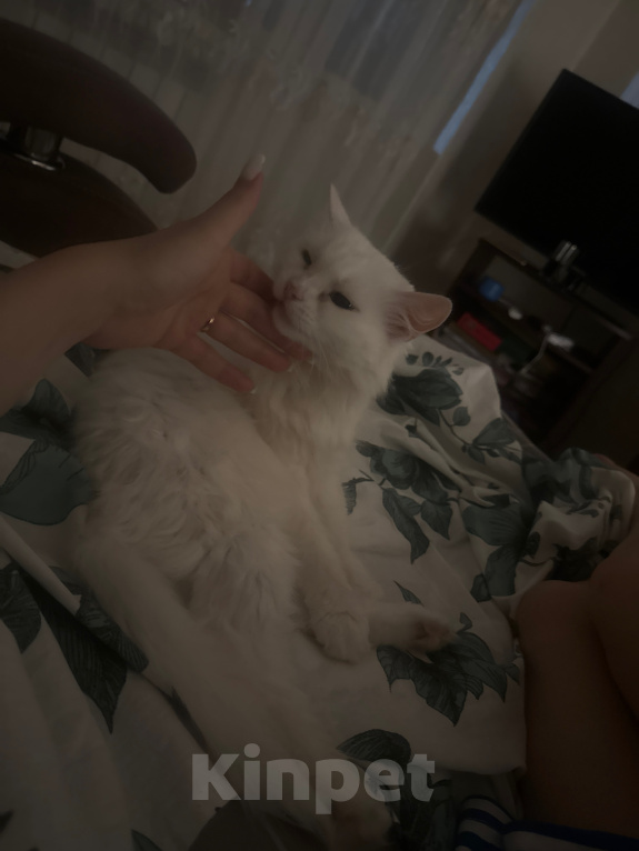 Кошки в Томске: Отдаём кошку в добрые руки Девочка, Бесплатно - фото 1