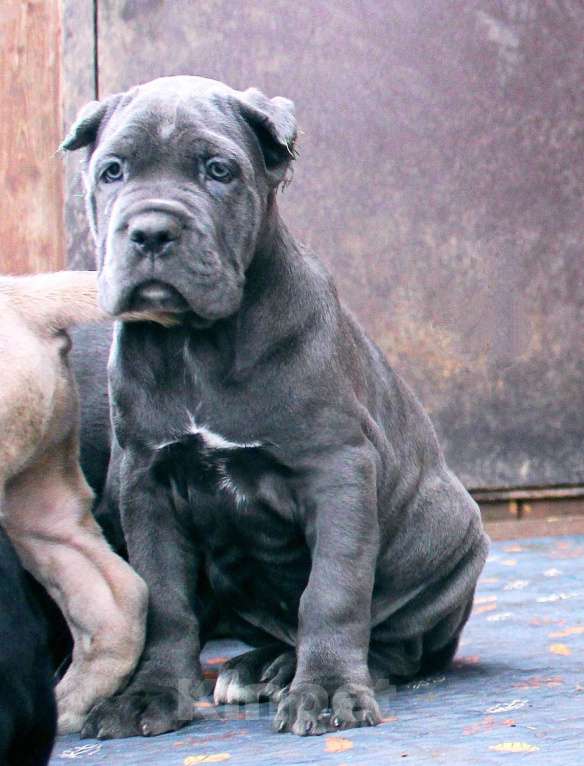 Собаки в Москве: Кане корсо. Мальчик и девочки. Мальчик, 70 000 руб. - фото 8